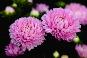 紫苑 花 滴 花瓣 4k壁纸 3840x2160