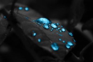 滴 叶子 刷子 露水 4k壁纸 3840x2160
