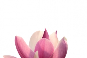 红色香味阳光下的玉兰花瓣实物