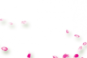 漂浮花瓣