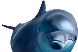 海豚