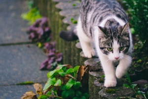 猫 条纹 宠物 行走 4k壁纸 3840x2160