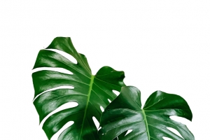 绿色的大叶子装饰