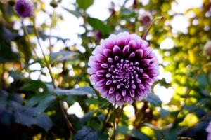 大丽花 花 紫色 开花 4k壁纸 3840x2160
