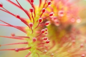  drosera 植物 滴 宏观 透明 4k壁纸 3840x2160