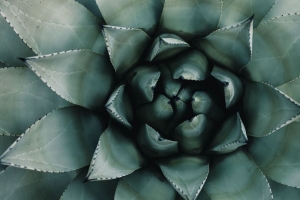 蓝色龙舌兰 龙舌兰 对称 植物 树叶 4k壁纸 3840x2160
