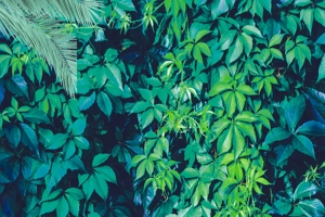 清新绿色树叶植物红色砖墙风景摄影