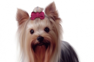 贵妇宠物犬