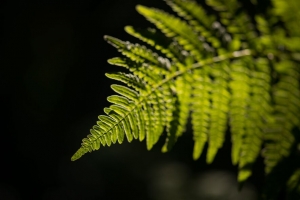 蕨类植物 叶子 微距 绿色 深色 4k壁纸 3840x2160