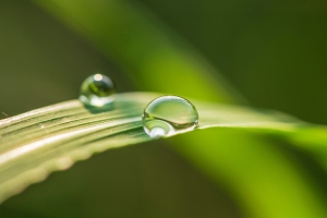 露珠护眼4k壁纸