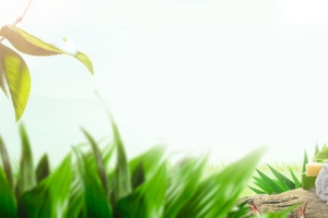 洗衣机促销季小清新绿叶景色banner