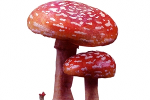 免扣蘑菇素材