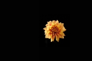黄色花瓣黑色背景简约4k壁纸