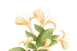 金银花彩色手绘