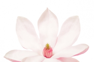 白色香味可见花芯的玉兰花瓣实物