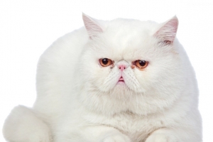 白色波斯猫