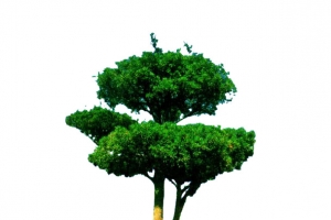 罗汉松
