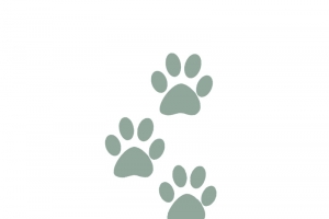 小狗熊灰色脚印高清PNG透明免扣设计素材免费下载