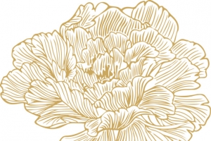 线条牡丹花朵