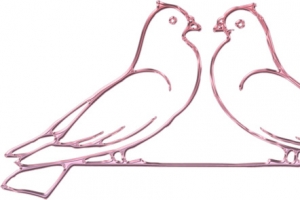 面对面的鸽子简笔画