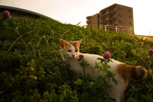 猫 花 草 宠物 4k壁纸 3840x2160