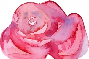 玫瑰花