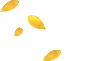 亮绿色花瓣 漂浮花瓣png素材