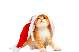 圣诞小猫咪