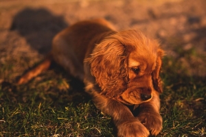 英国可卡犬 小狗 狗 谎言 草 4k壁纸 3840x2160