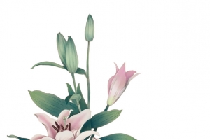 手绘中国风百合花