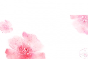 粉色樱花  花朵  桃花  樱花手绘