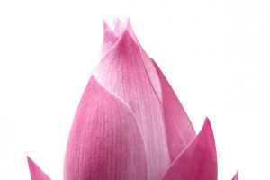 粉色水中荷花免抠素材