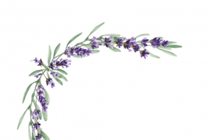 手绘紫色薰衣草角框设计