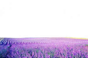 薰衣草花海背景素材