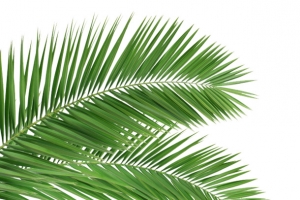 热带植物叶子树叶