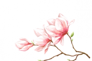 精致工笔梅花