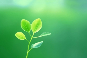 绿芽绿色清新护眼4K电脑壁纸