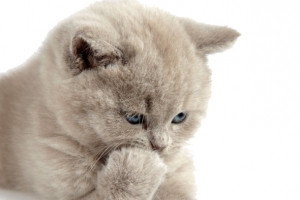 可爱的猫咪