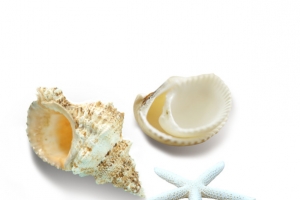 海星贝壳
