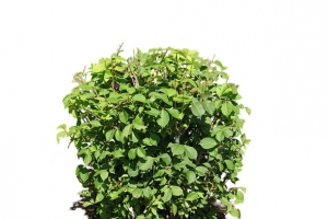 灌木 植物花朵 盆花 花盆 植物花卉