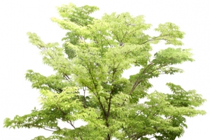 立面树 枫树叶子png素材