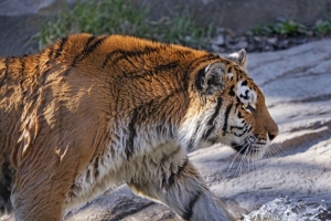 老虎 捕食者 大猫 个人资料 4k壁纸 3840x2160