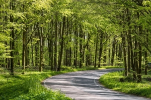 森林 树木 道路 转弯 自然 绿色 4k壁纸 3840x2160