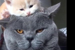 不开心就看这些小家伙,心情瞬间就好了！