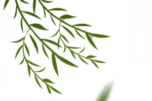 绿色现代节日装饰
