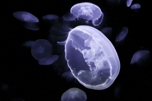 水母 生物 发光 水下 4k壁纸 3840x2160
