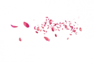 玫瑰花好看