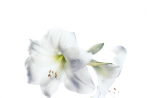 清新百合花壁纸设计