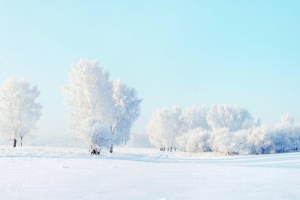 冬天雪景树雪地3440x1440壁纸
