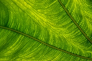 叶子 植物 背景 颜色 宏观 4k壁纸 3840x2160